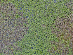Wasserlinsen Mix - mittlere Portion - ca. 4000 Einzelpflanzen